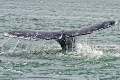 Gray whale tail near Monterey Bay