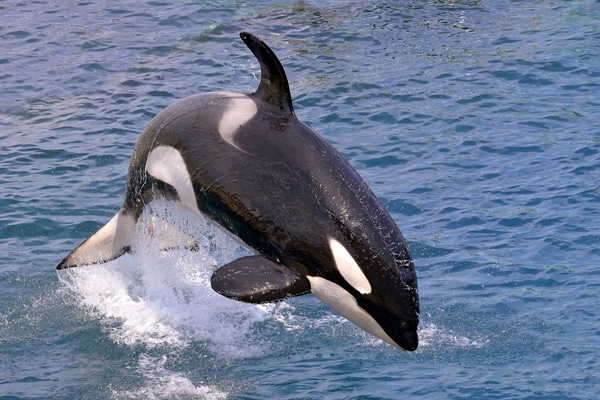 Orca's may be seen during certain times of the year near San Francisco