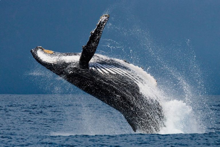 Whale Watching Near San Francisco - Boating San Francisco