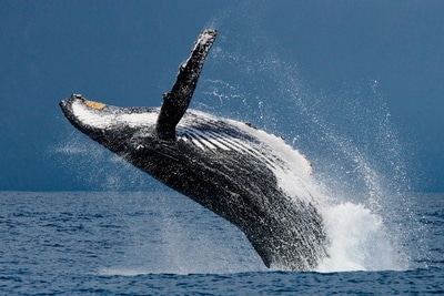 San Francisco whale watching tours