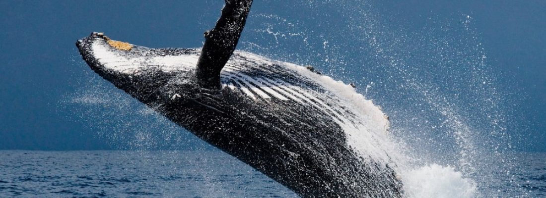 Humpback whale breaching near San Francisco
